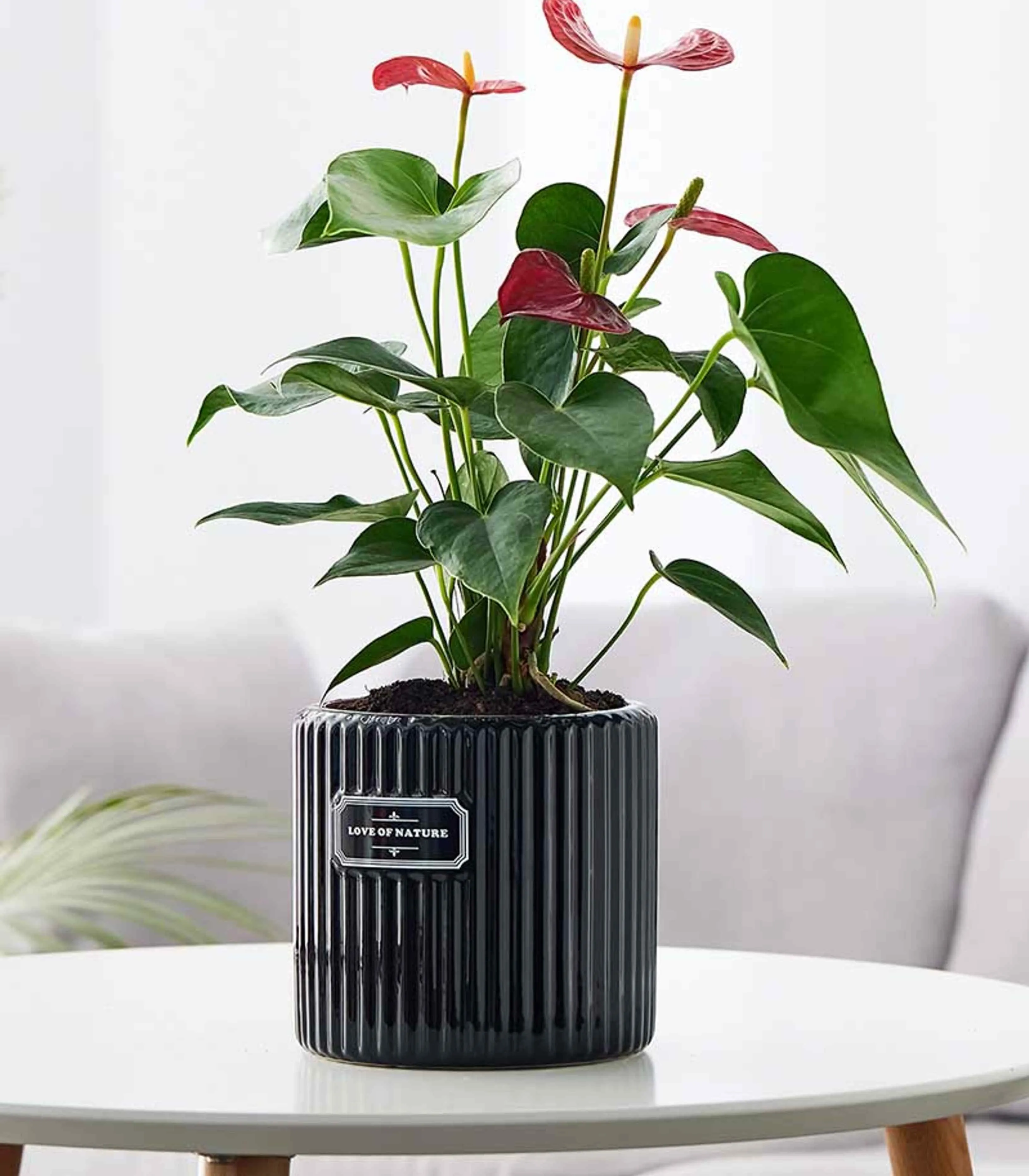 Midnight Elegance Ribbed Black Ceramic Planter