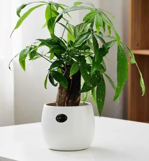 Pure Vibe Glossy White Ceramic Planter